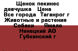 Щенок пекинес девчушка › Цена ­ 2 500 - Все города, Таганрог г. Животные и растения » Собаки   . Ямало-Ненецкий АО,Губкинский г.